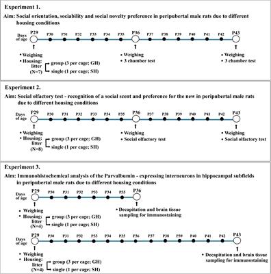 The Influence of Social Isolation on Social Orientation, Sociability, Social Novelty Preference, and Hippocampal Parvalbumin-Expressing Interneurons in Peripubertal Rats – Understanding the Importance of Meeting Social Needs in Adolescence